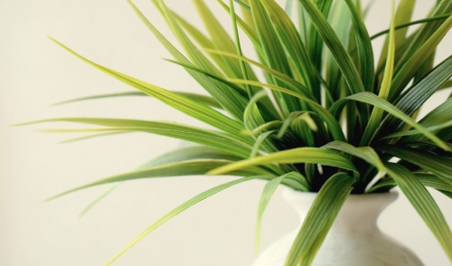 Protecting Indoor Plants This Winter  