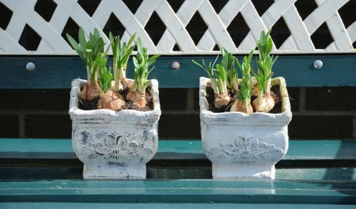 Think Spring & Plant Your Bulbs  
