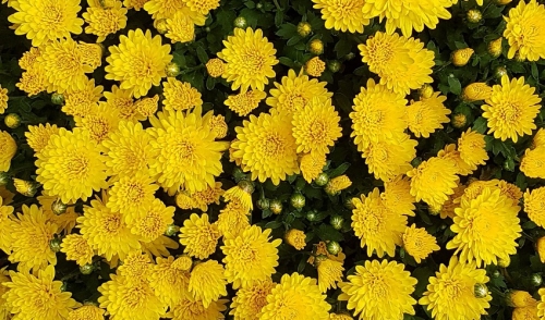 Brighten Up Beds With Mums
