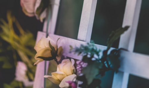 Training a Climbing Rose