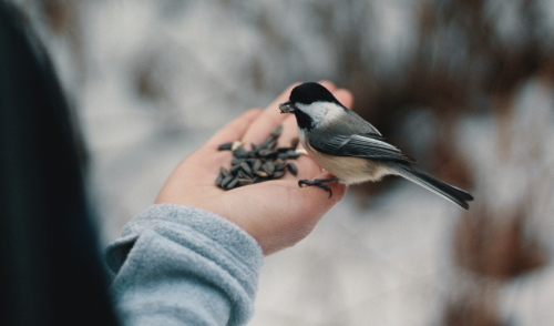 Bird Feeder Mobile