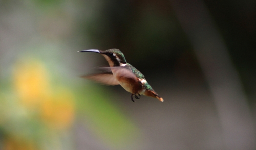 The Hummingbirds are Coming