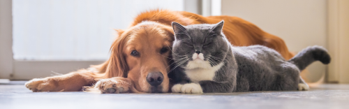 Your Pets Are Family