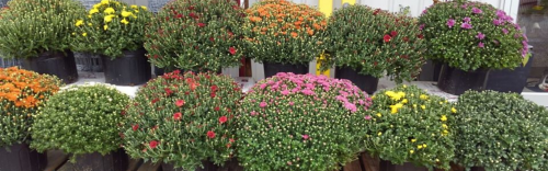Lawn & Garden