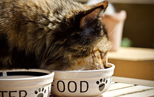 Cat Food