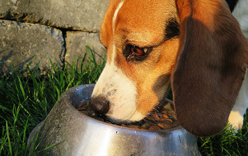 Dog Food