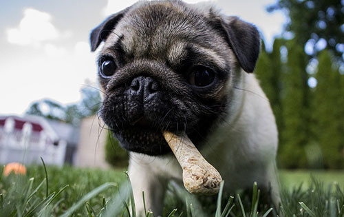 Dog Treats