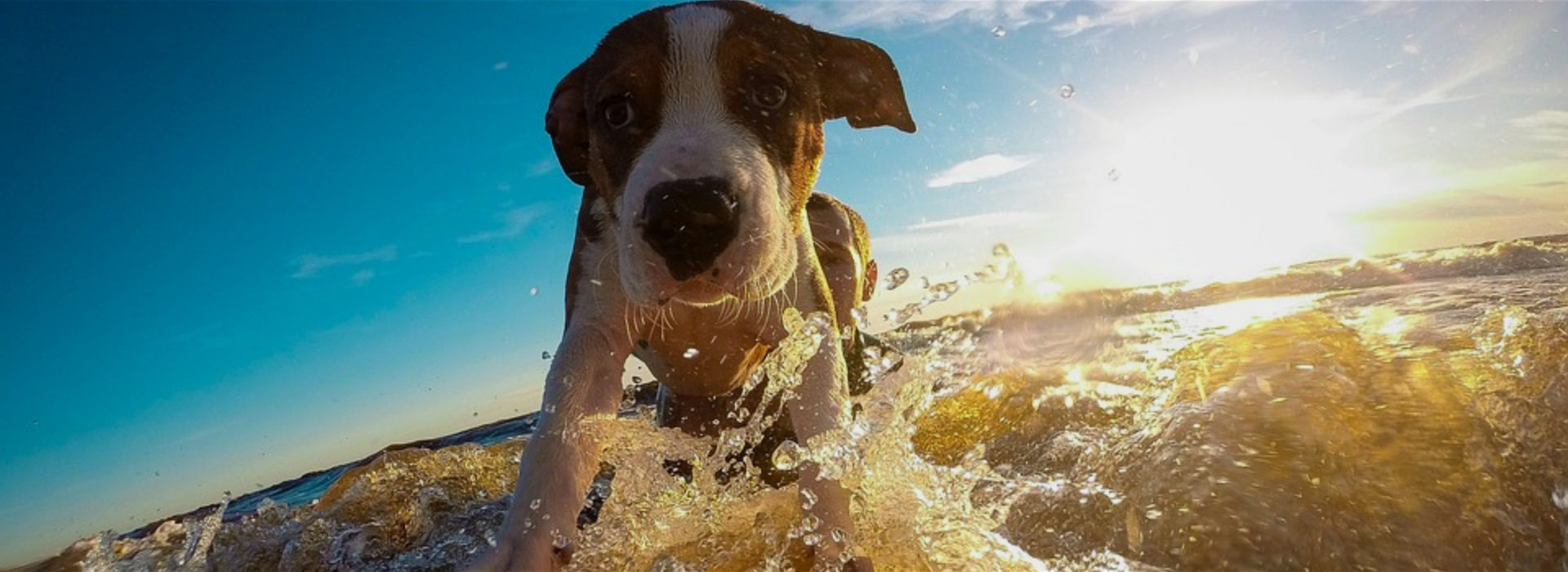 Treat Your Pet, business photo 6