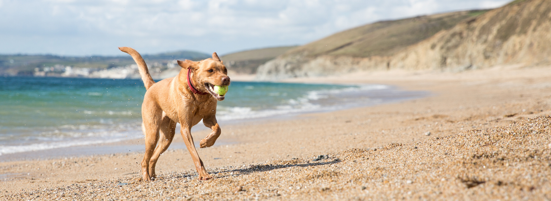 Treat Your Pet, business photo 4