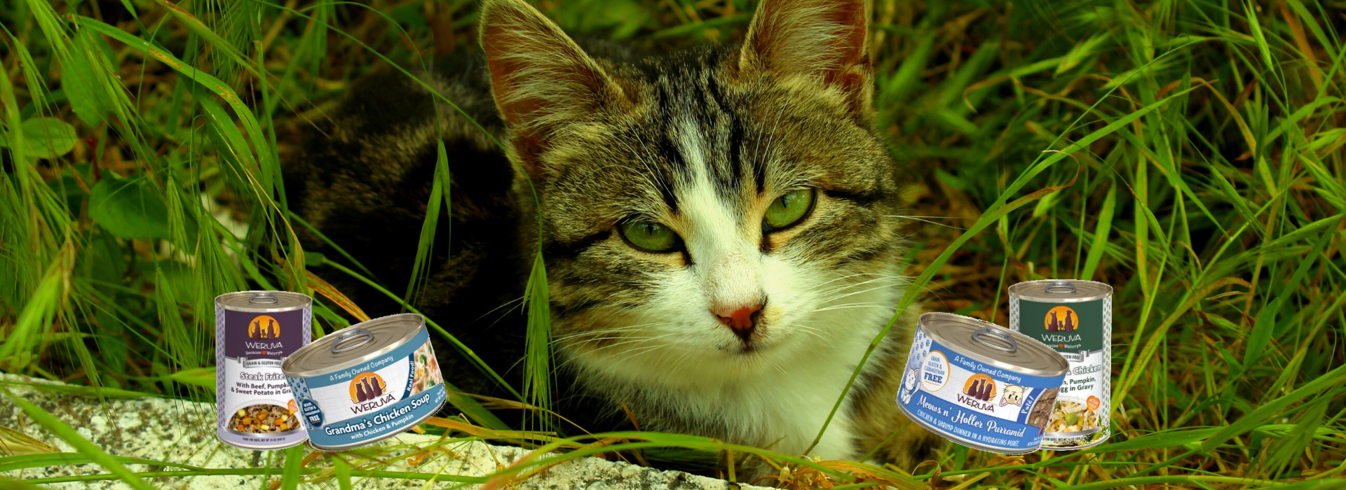 Treat Your Pet, business photo 5