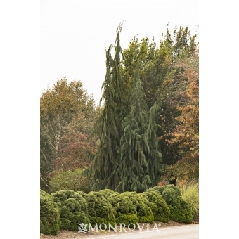 'Weeping Nootka' Cypress Tree