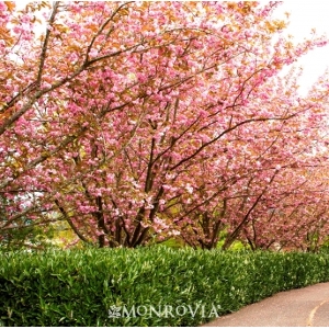 'Kwanzan Flowering' Cherry Tree