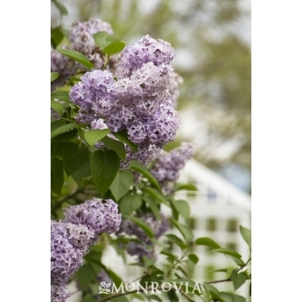 Common Lilac Shrubs