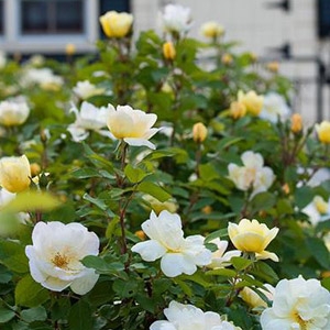 The Sunny Knock Out® Rose