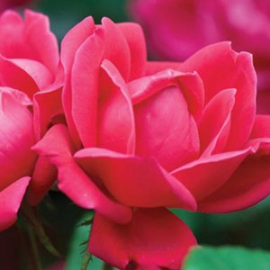 The Red Double Knock Out® Rose