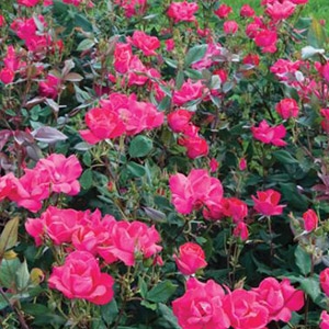 The Red Knock Out® Rose