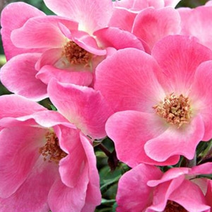 The Pink Knock Out® Rose