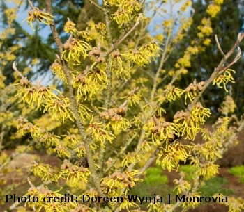 'Arnold's Promise' Witch Hazel Shrubs
