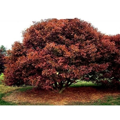 Bloodgood Japanese Maple Tree