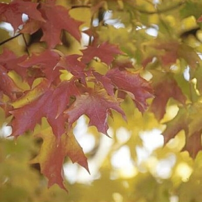 Fall Fiesta Sugar Maple Tree
