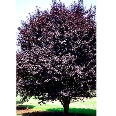 Krauter Vesuvius Purpleleaf Plum Tree