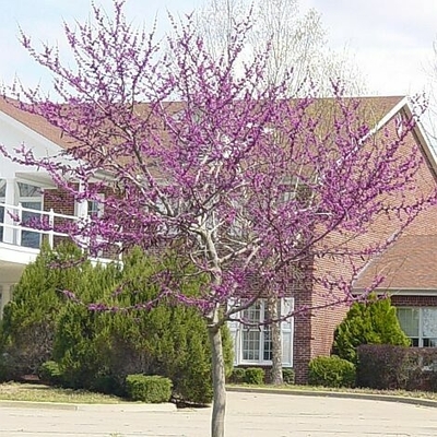 Oklahoma Redbud Tree