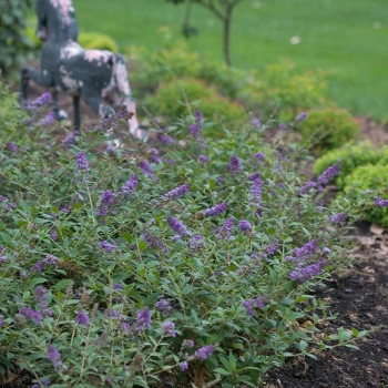 Lo & Behold 'Blue Chip' Butterfly Bush