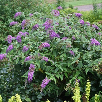 Lo & Behold 'Purple Haze' Butterfly Bush