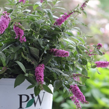 Lo & Behold 'Pink Micro Chip' Butterfly Bush