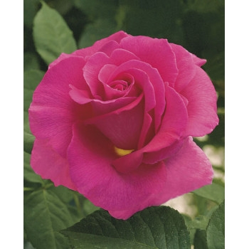 Gentle Giant™ Rose