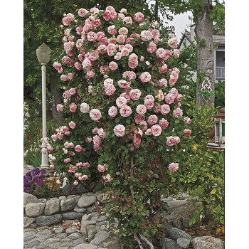 Pearly Gates™ Rose