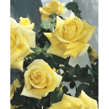 Royal Gold Rose
