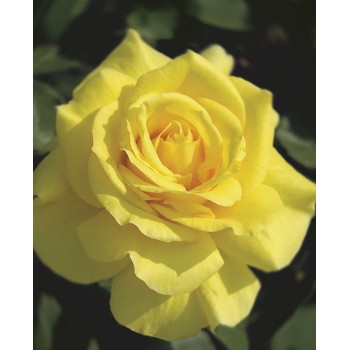 Sunsprite Rose