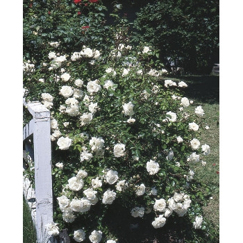 White Dawn Rose