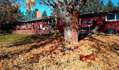 Rent the Equipment for Your Fall Yard Cleanup