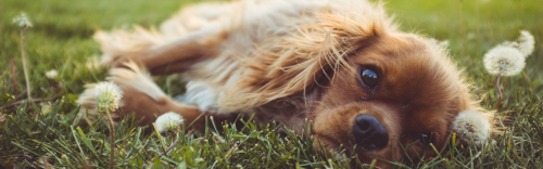 For Your Dog or Puppy: