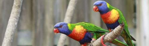 For The Birds: