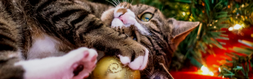 Ho! Ho! Ho! Knisely’s 12 Days of Christmas Has Arrived!