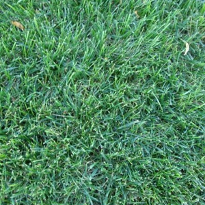 Rohrer Seeds SuperSport Grass Mix