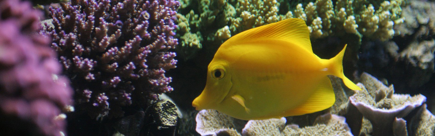 To AfFORDable Pet Center Pet Supplies, Pet Food, Garden