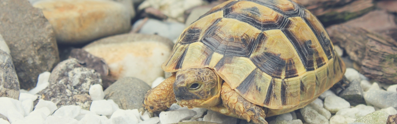 To AfFORDable Pet Center Pet Supplies, Pet Food, Garden