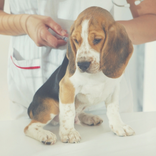 To AfFORDable Pet Center Pet Supplies, Pet Food, Garden