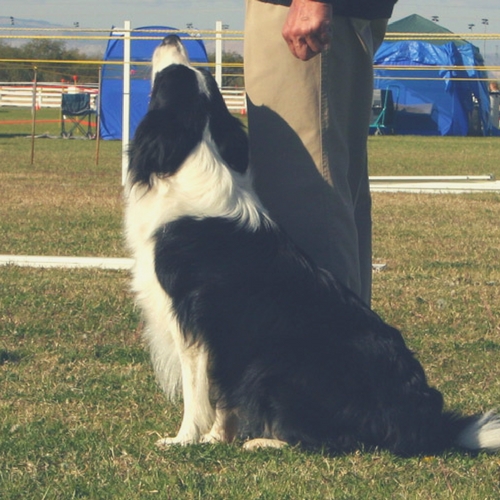 To AfFORDable Pet Center Pet Supplies, Pet Food, Garden