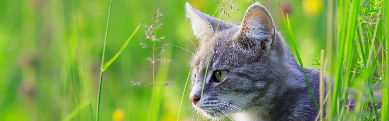 To AfFORDable Pet Center Pet Supplies, Pet Food, Garden