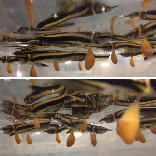Black Arowana