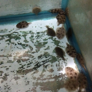 large flounder