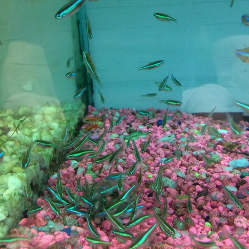 Green Neons