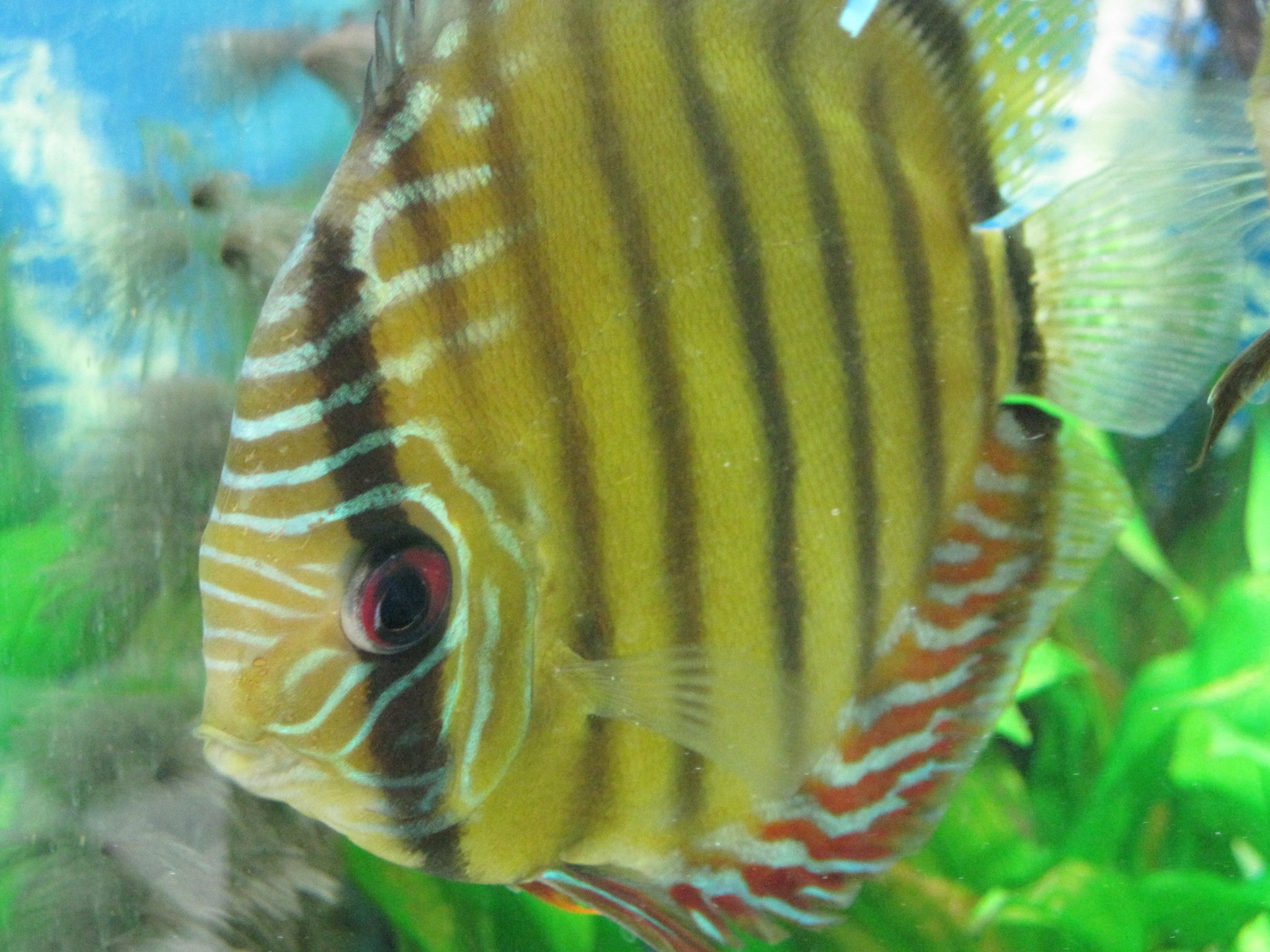 Fish Stmop Animal City, Inc. | Vernon CT, Hartford CT, Pet Store, Pet Supplies ...