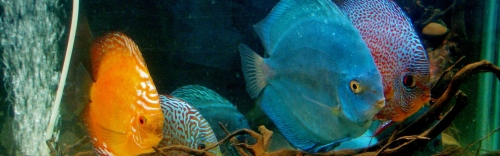 Freshwater Fish