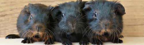 Guinea Pigs, Hamsters, Rabbits, and more!